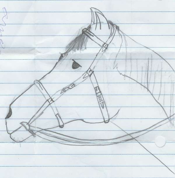 Child's pencil of horse profile